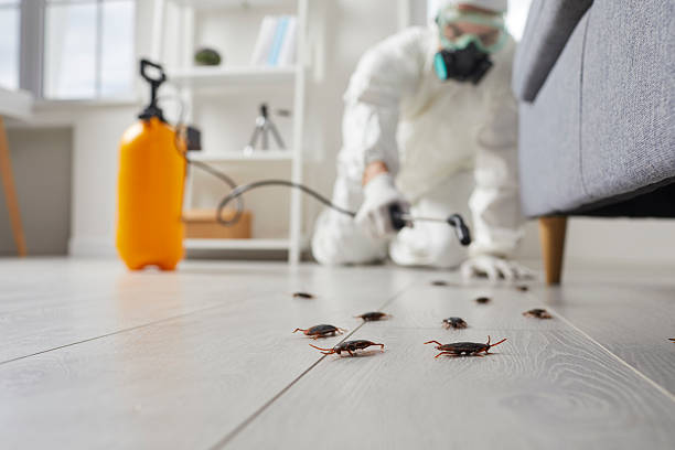 Affordable Termite Control solutions in Bellflower, CA